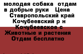  молодая собака, отдам в добрые руки › Цена ­ - - Ставропольский край, Кочубеевский р-н, Кочубеевское с. Животные и растения » Отдам бесплатно   